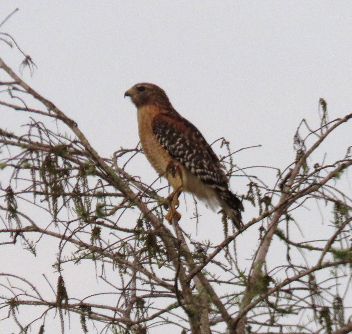 Red-shouldered Hawk - ML513393731