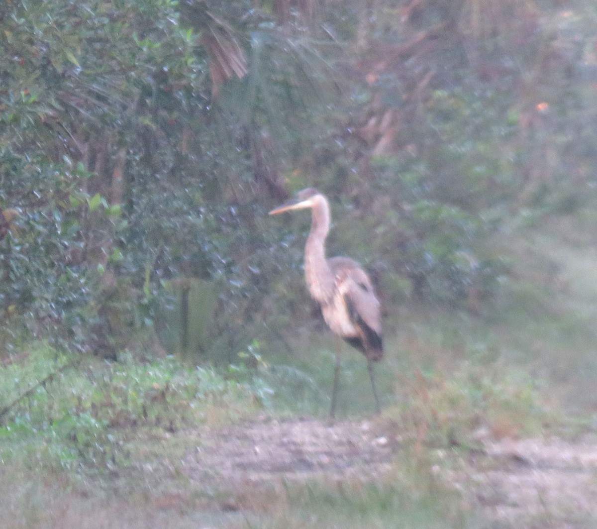 Great Blue Heron - ML513393761