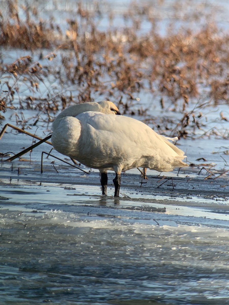 Гунгар хун - ML513394331