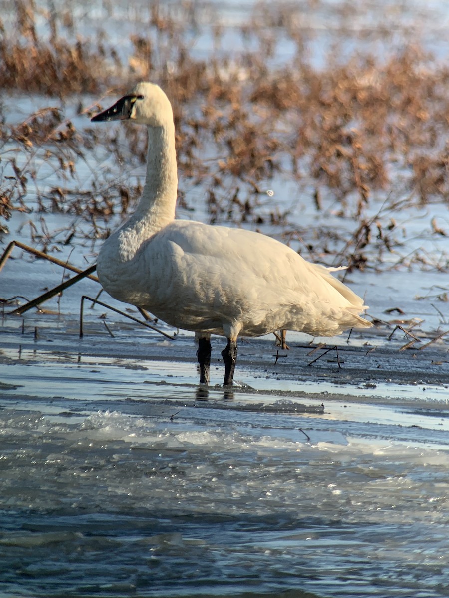Гунгар хун - ML513394341