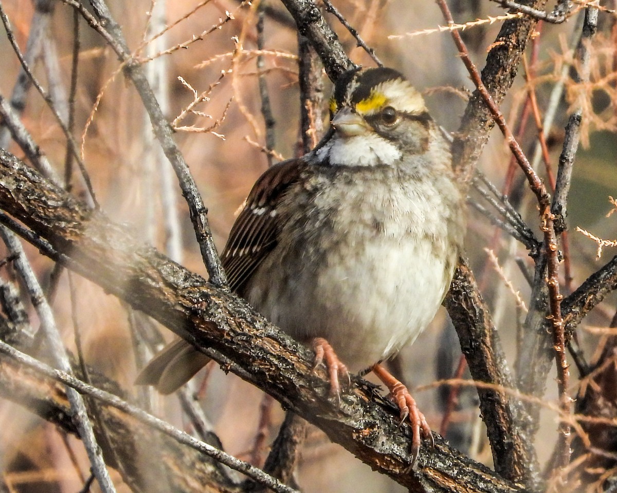 White-throated Sparrow - ML513396331