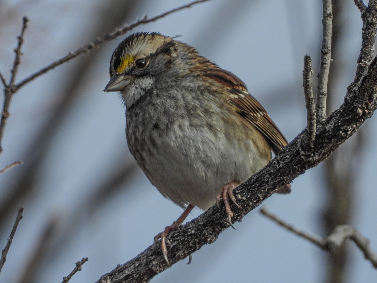 White-throated Sparrow - ML513396341