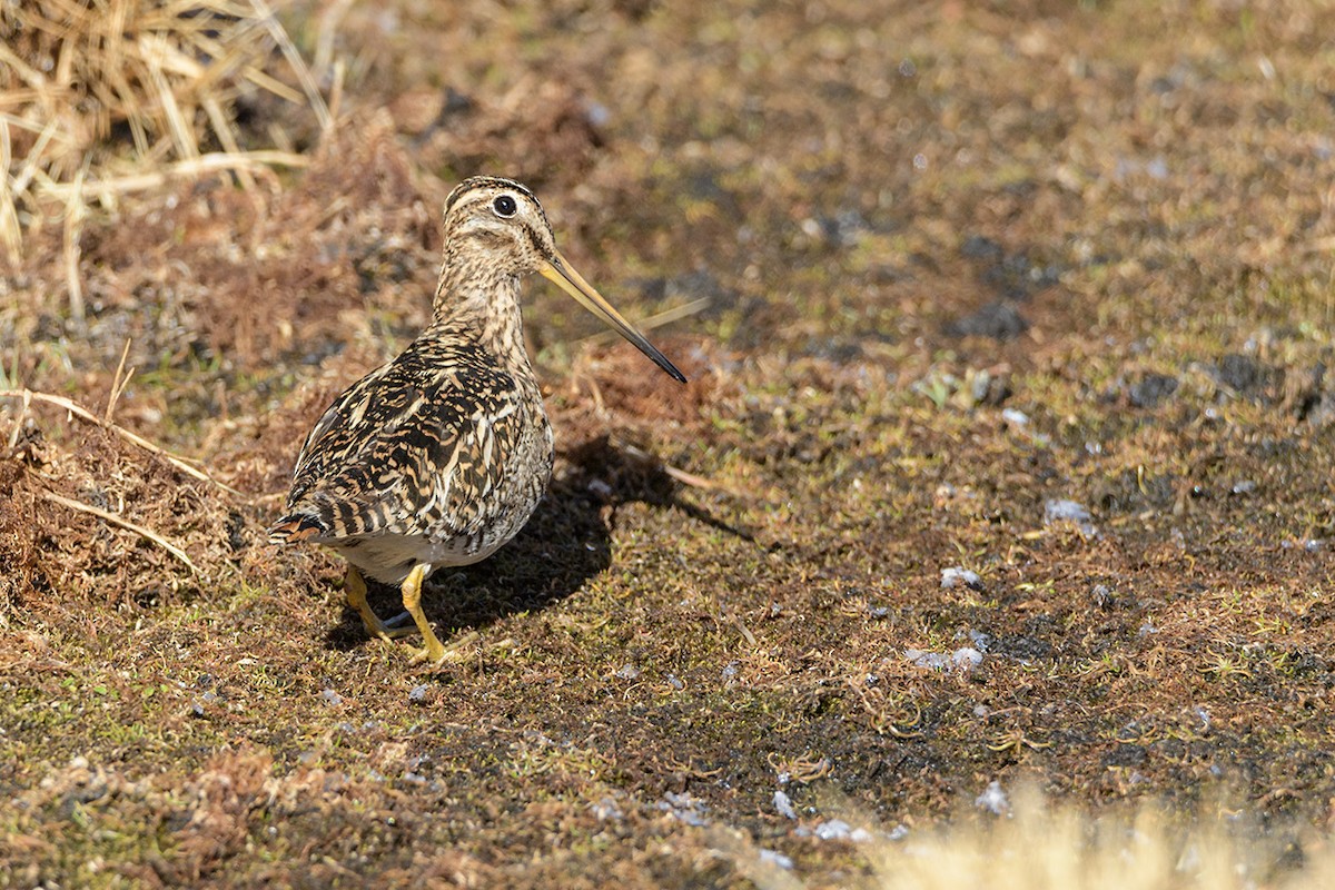 Puna Snipe - ML513397731