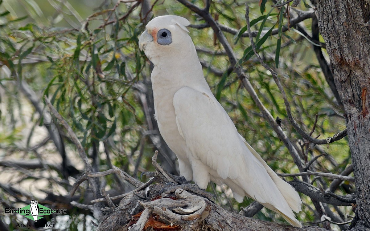 Little Corella - ML513397821