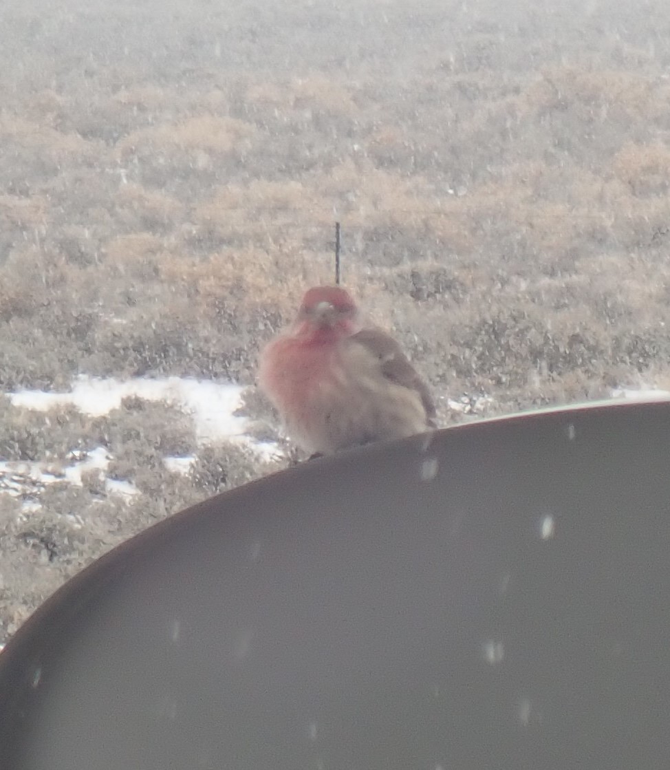 House Finch - ML513398121