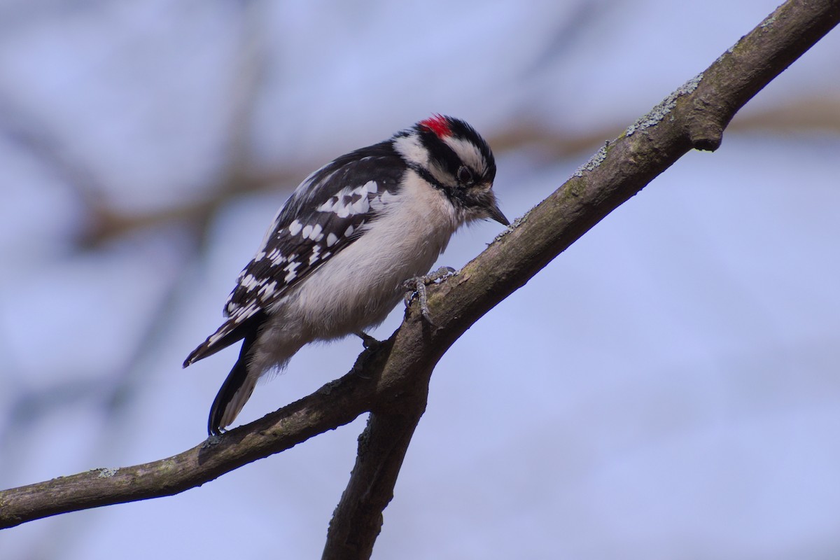 Downy Woodpecker - Dom Tassoni