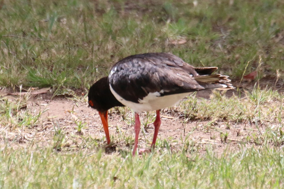 Pied Oystercatcher - ML513400271