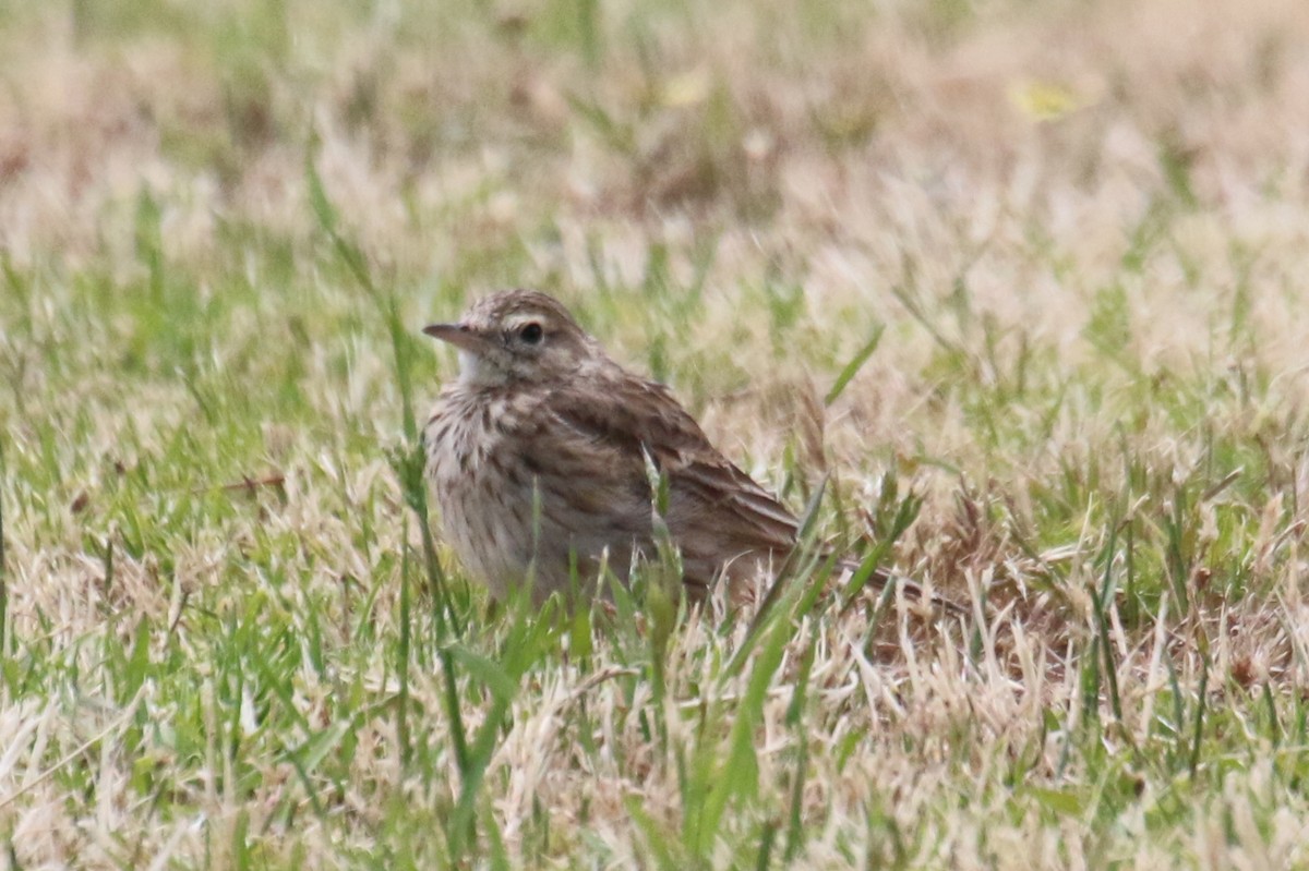 Australian Pipit - Leith Woodall