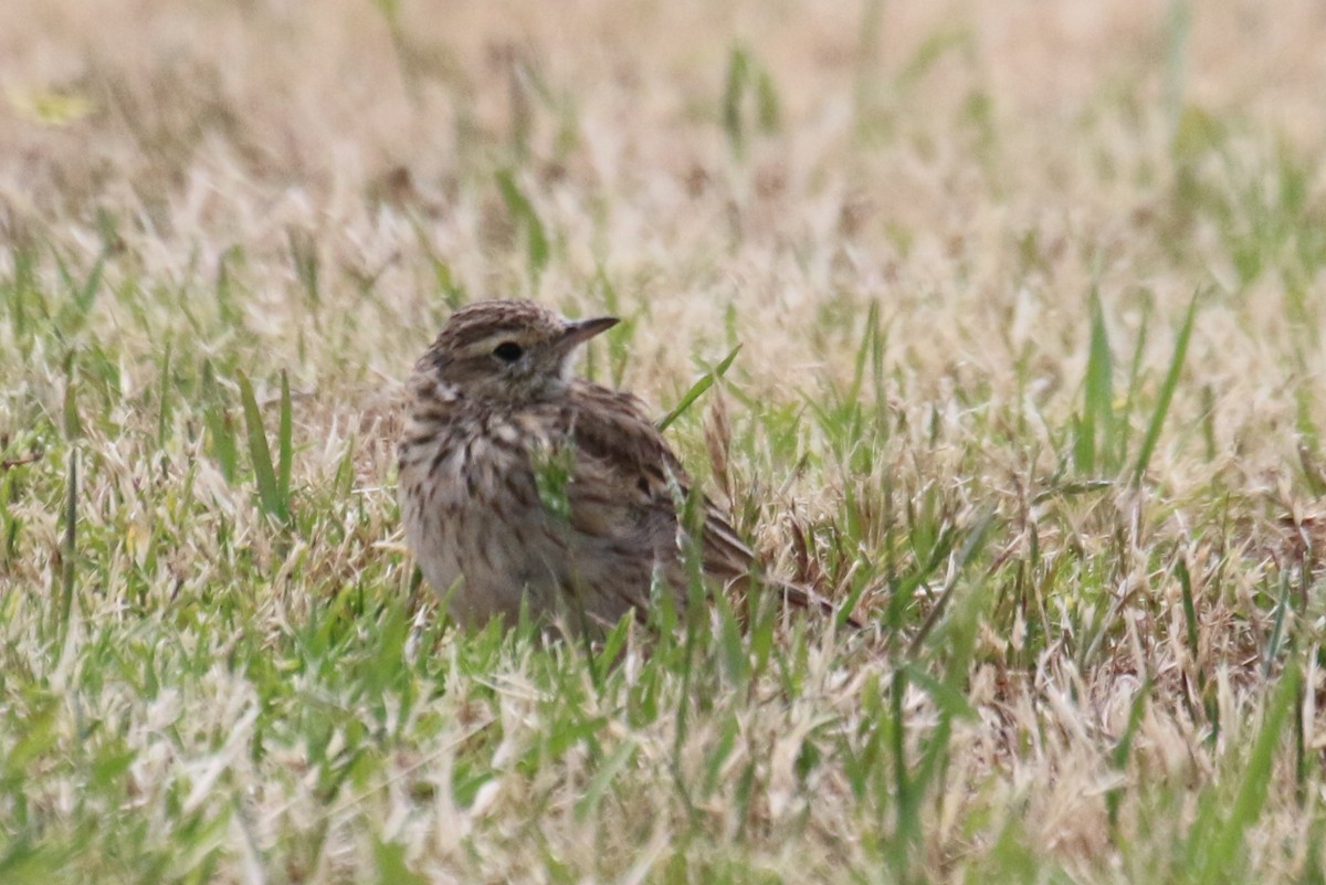 Bisbita Neozelandés (grupo australis) - ML513400341