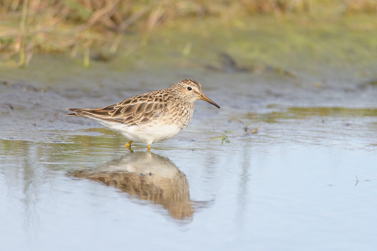 Graubrust-Strandläufer - ML513400831