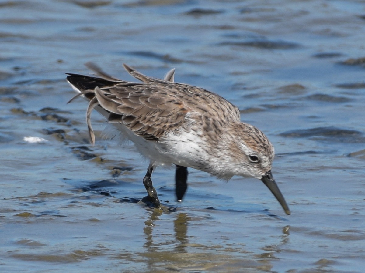 Western Sandpiper - ML51340291