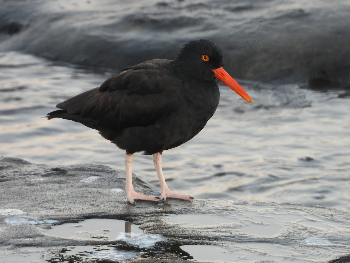 Black Oystercatcher - Sharla Meester