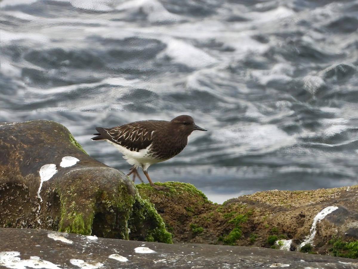 Black Turnstone - ML513403441