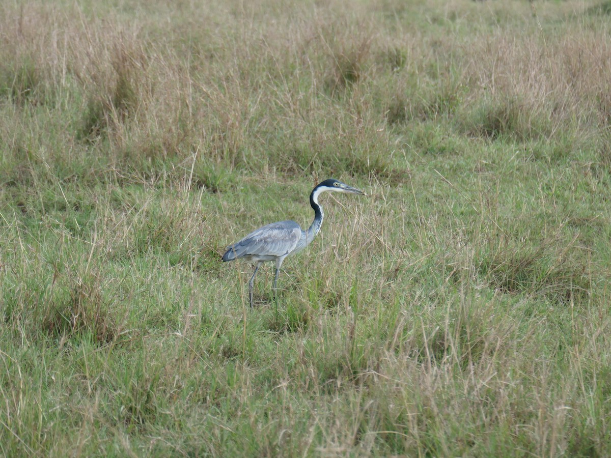 Black-headed Heron - Josh Krause