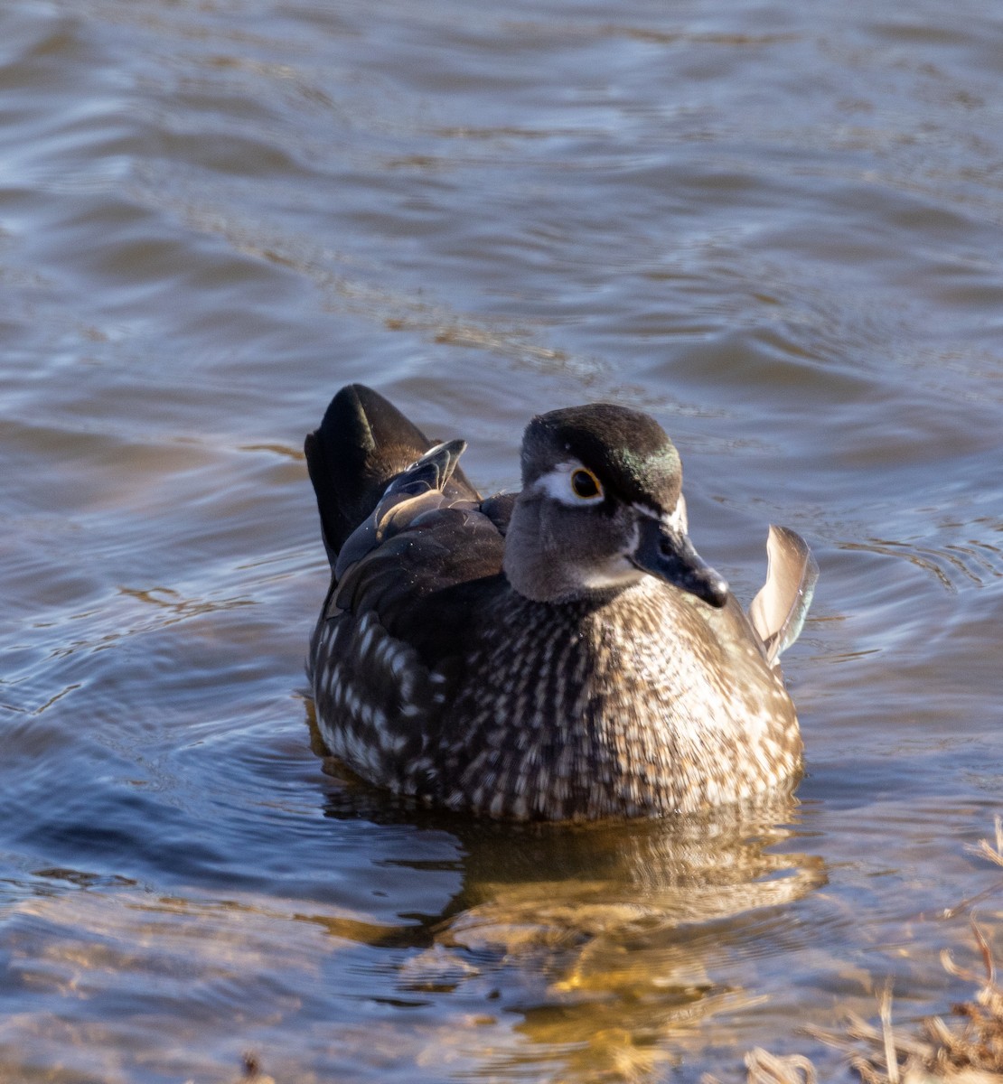 Wood Duck - ML513403731