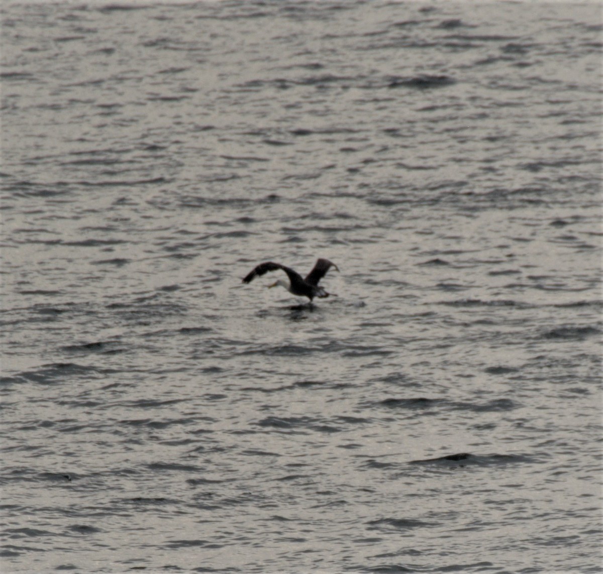 Waved Albatross - Phil Swan