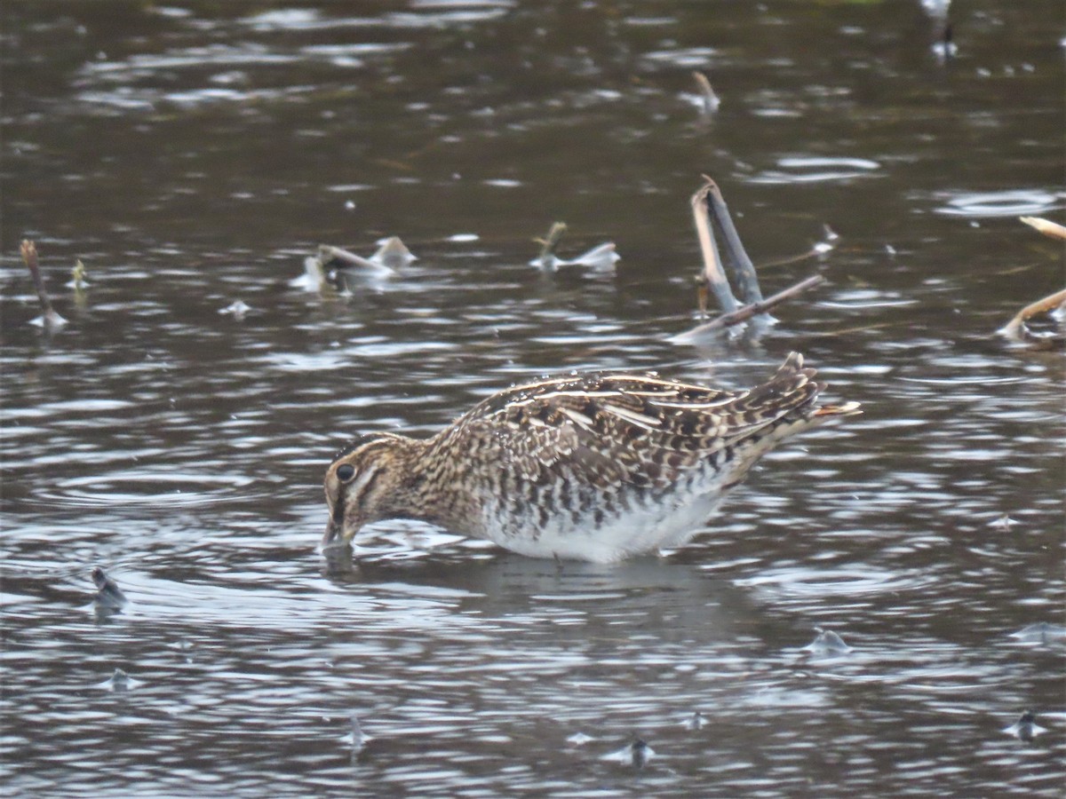 Wilson's Snipe - ML513404961