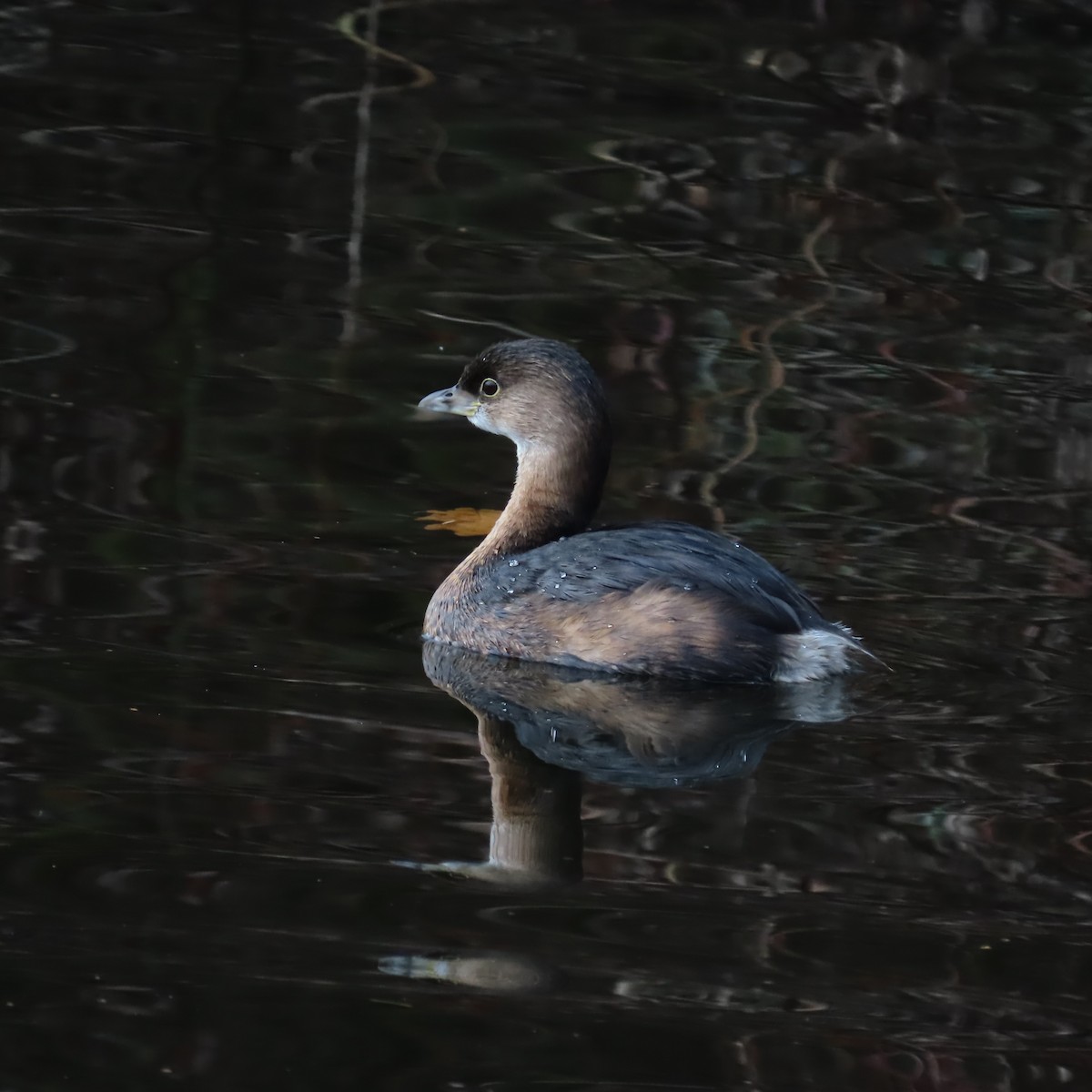 Pied-billed Grebe - ML513406831