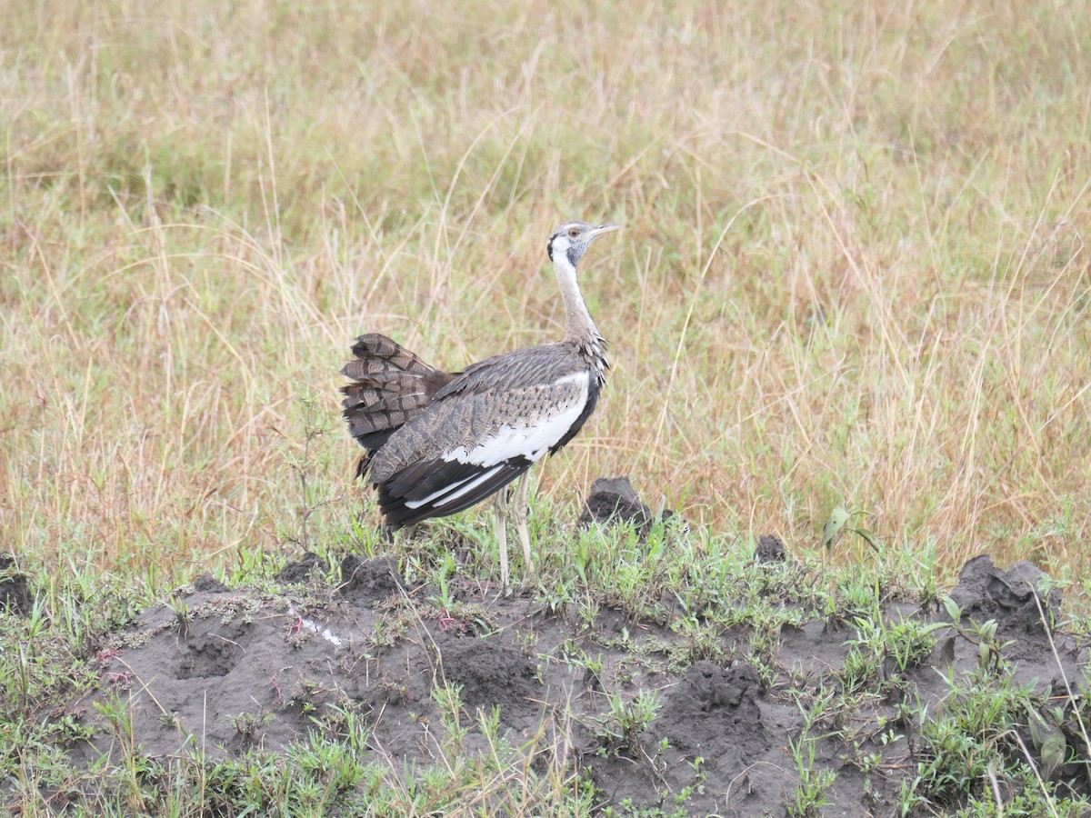 Black-bellied Bustard - ML513407311