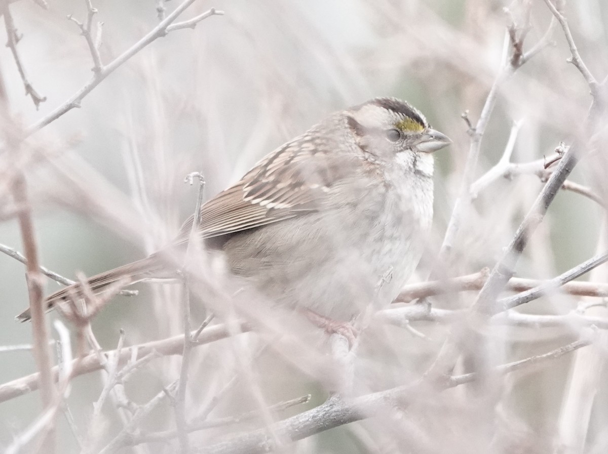 White-throated Sparrow - ML513408011