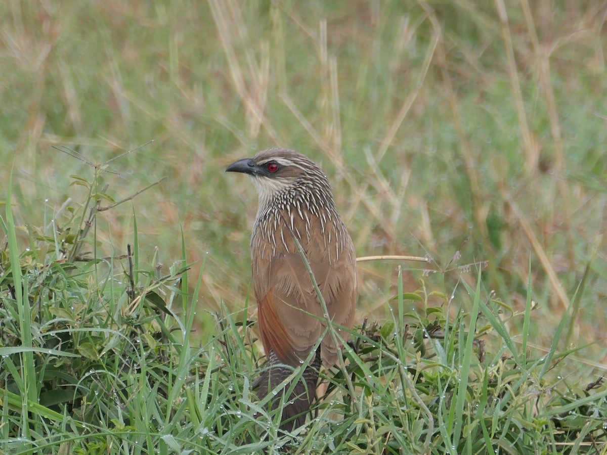 White-browed Coucal - ML513408341