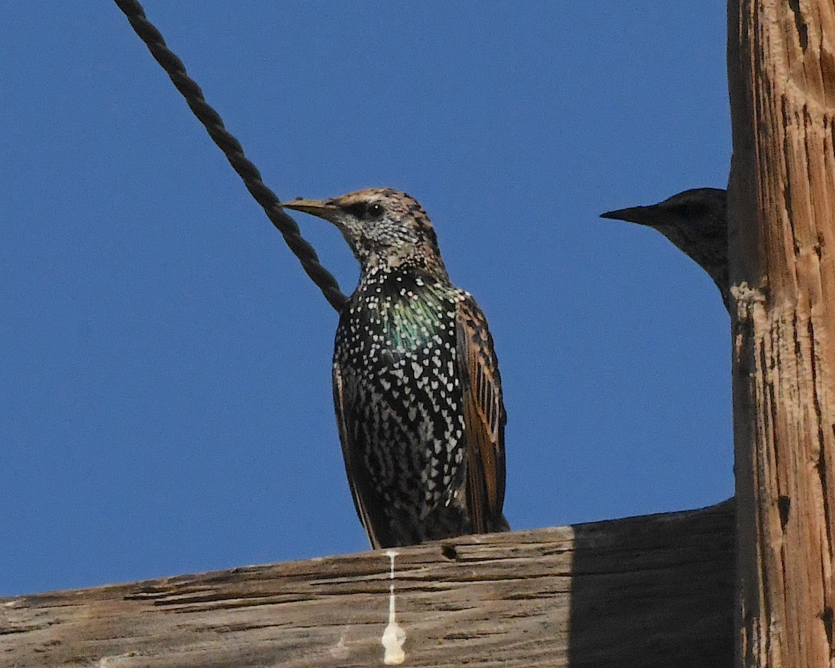 European Starling - Ted Wolff