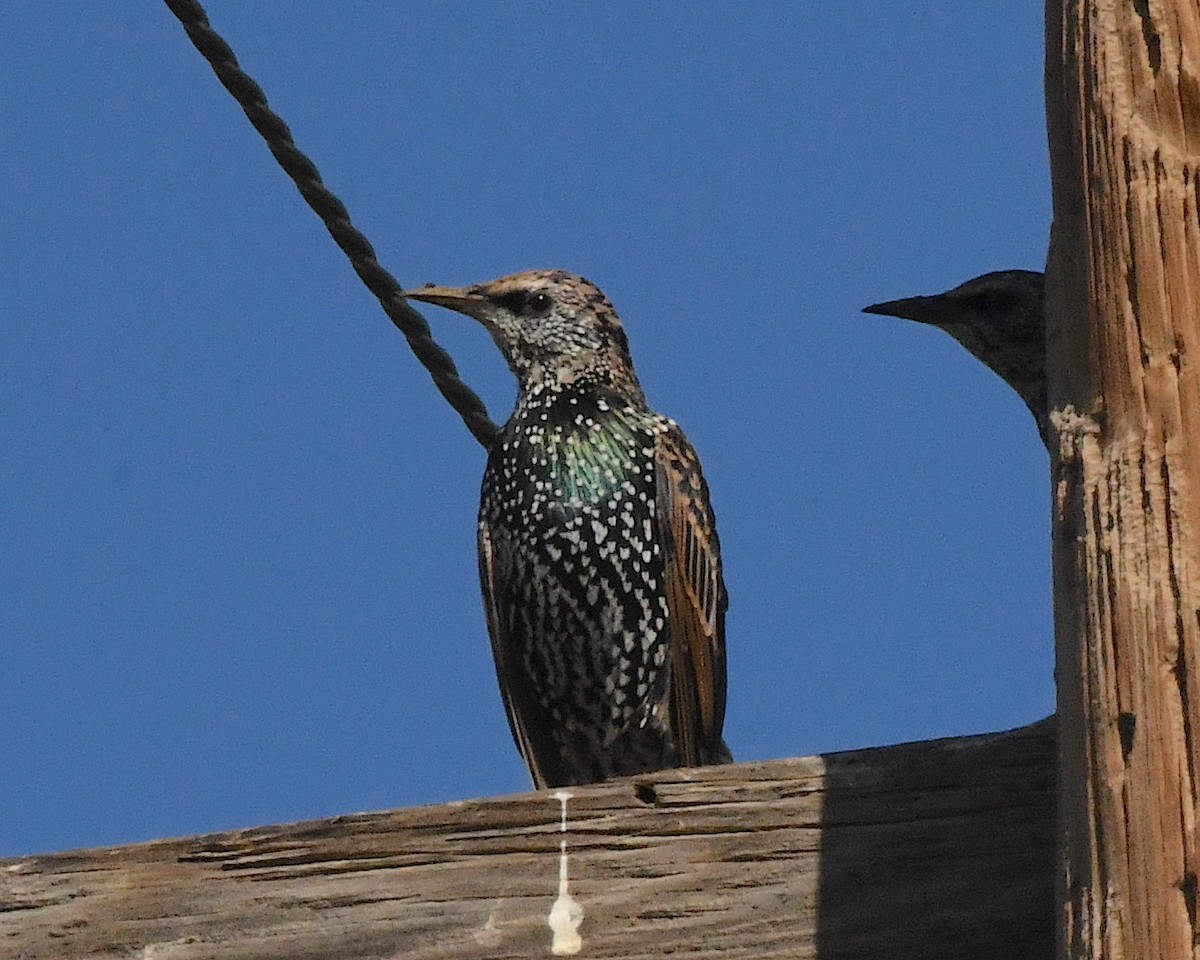 European Starling - ML513408831