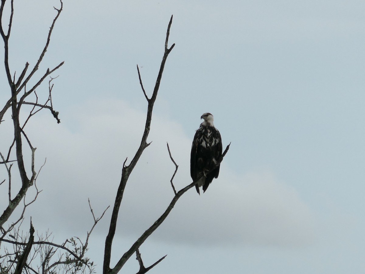 African Fish-Eagle - Josh Krause