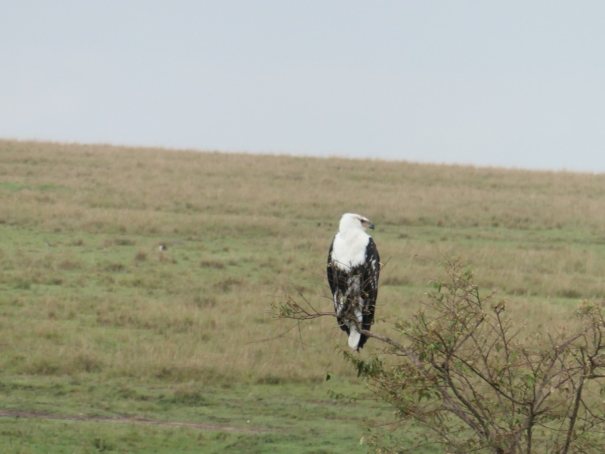 African Fish-Eagle - Josh Krause