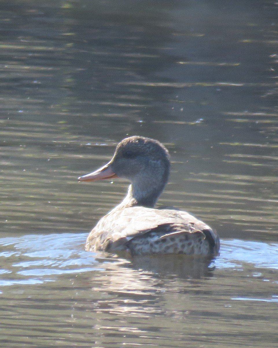 Canard chipeau - ML513409721