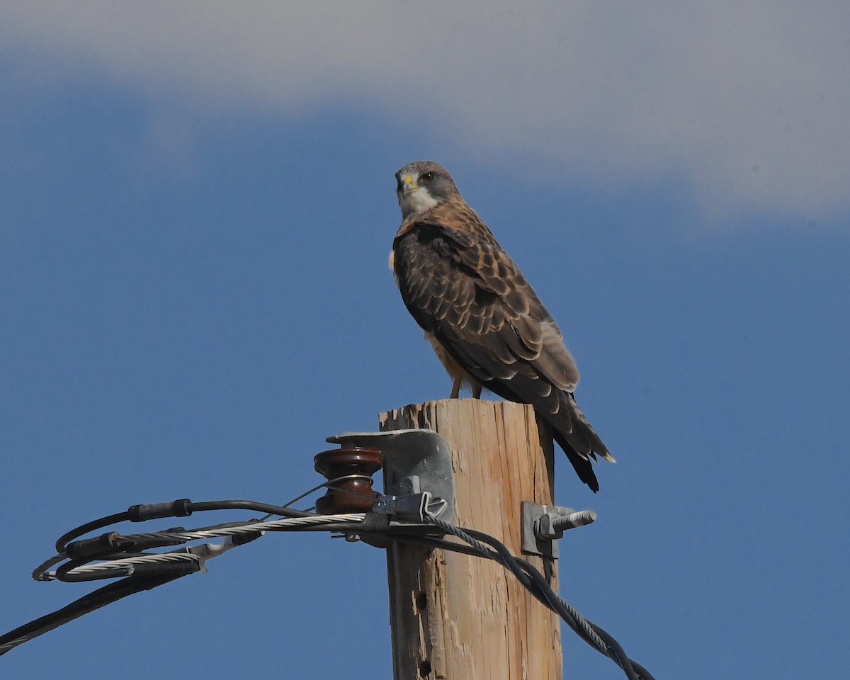 Swainson's Hawk - Ted Wolff