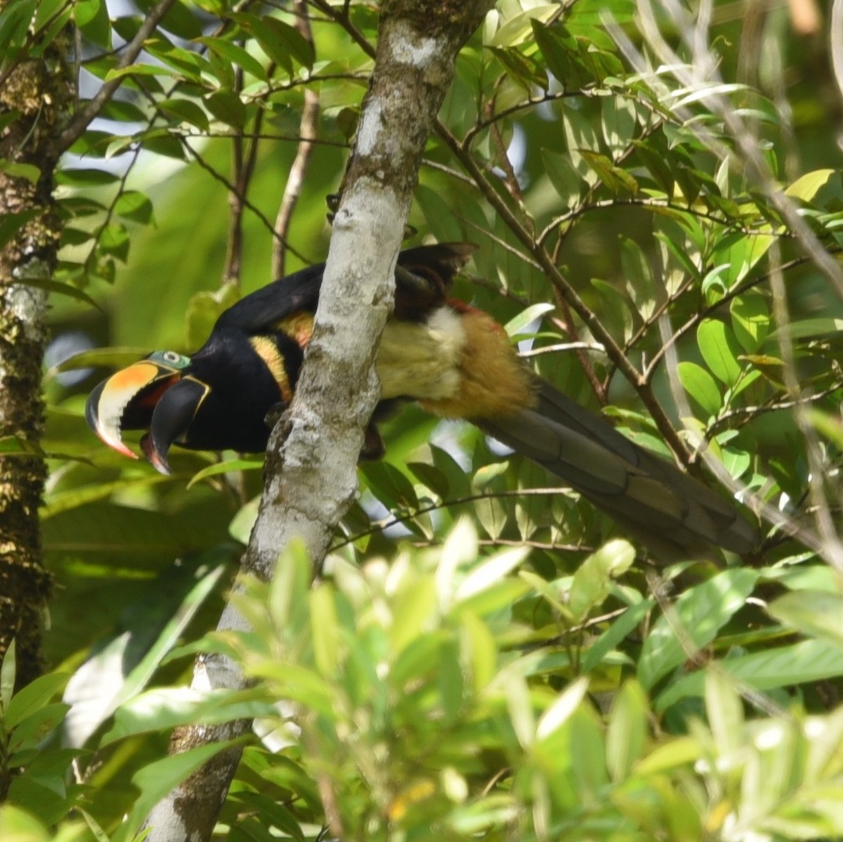 Many-banded Aracari - ML513409841