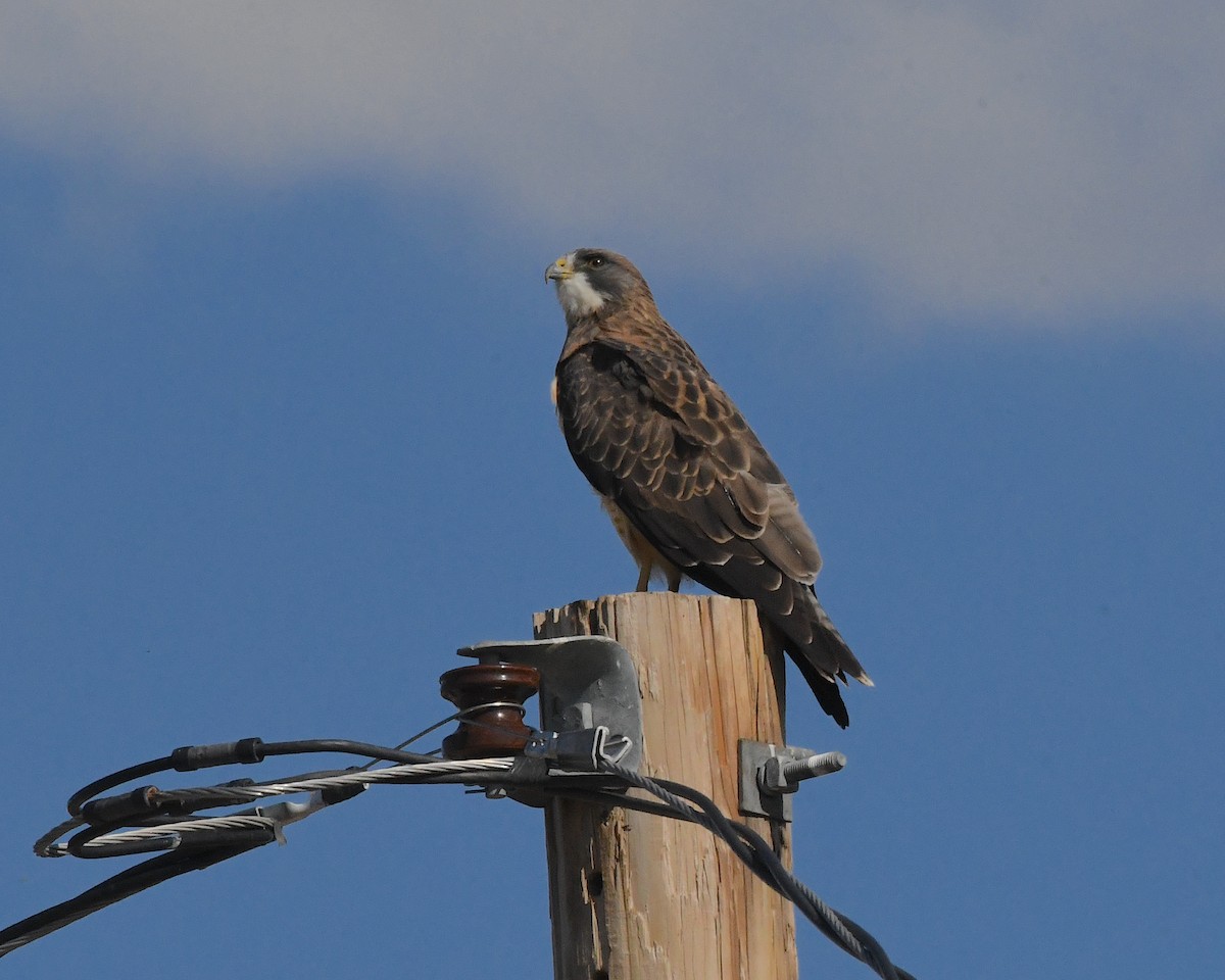 Swainson's Hawk - Ted Wolff