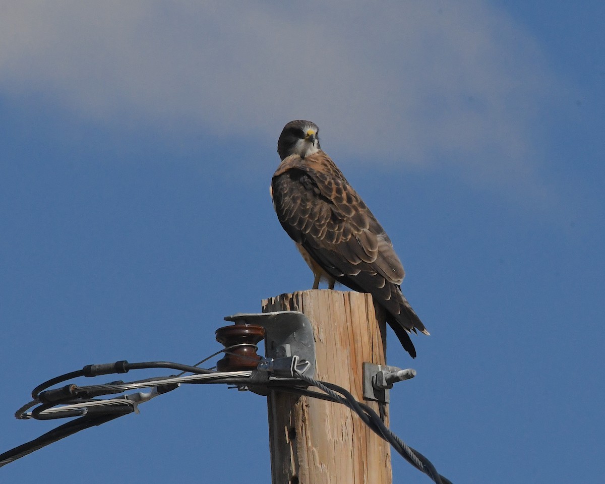 Swainson's Hawk - Ted Wolff