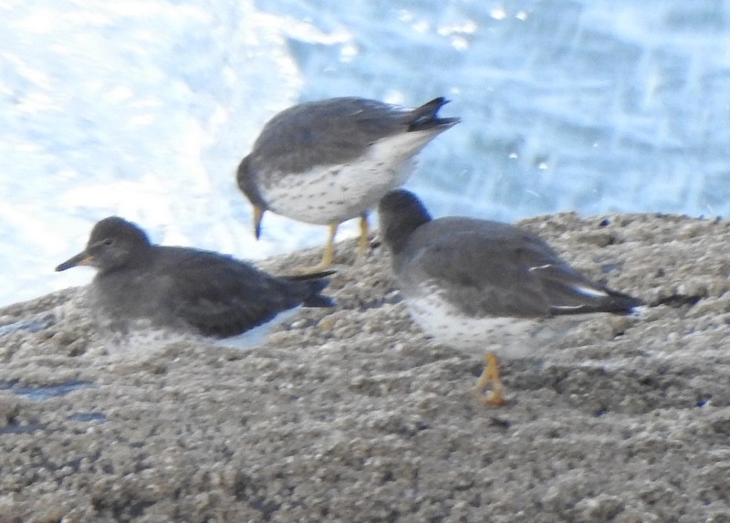 Surfbird - ML513410571