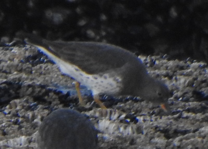 Surfbird - ML513410601