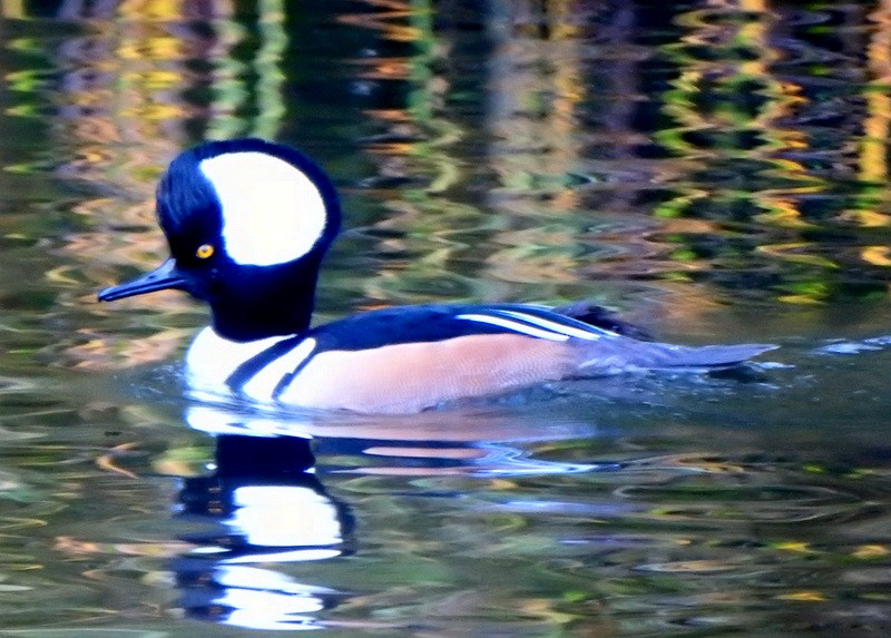 Hooded Merganser - ML513410721