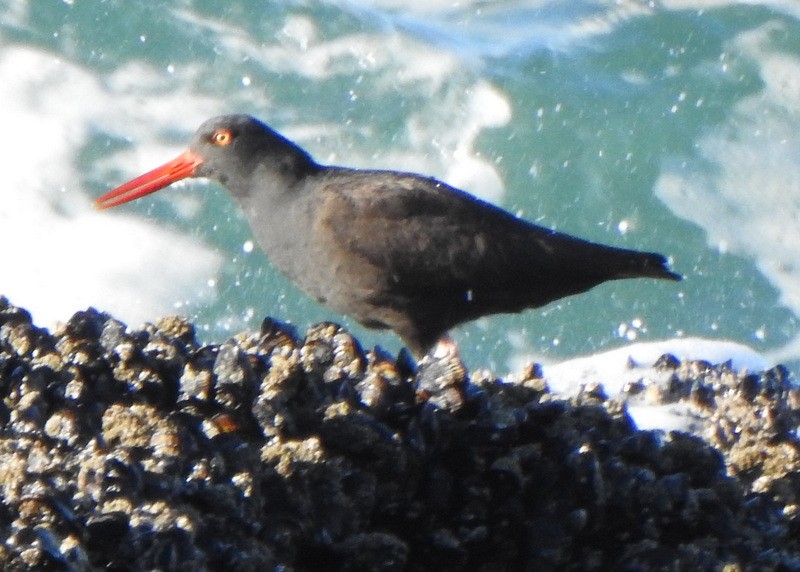 Black Oystercatcher - ML513411281