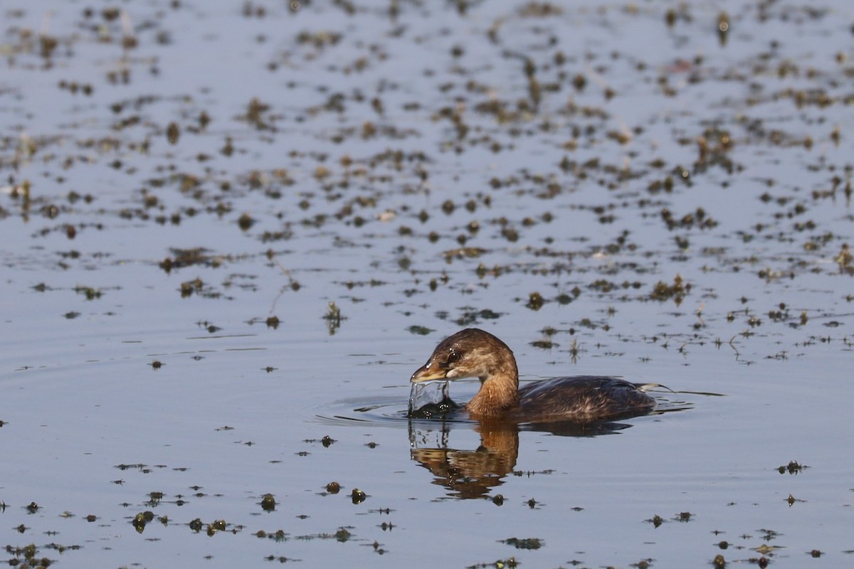 Pied-billed Grebe - Nolan Kerr