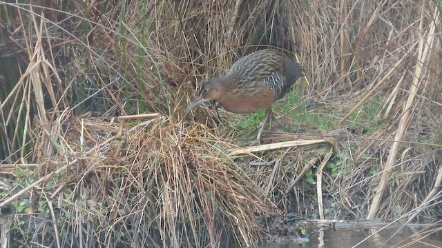 King Rail - ML513412431