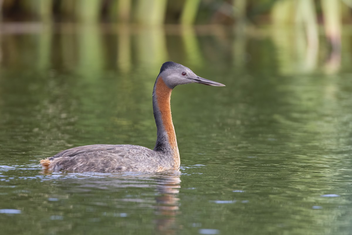 Great Grebe - ML513414151