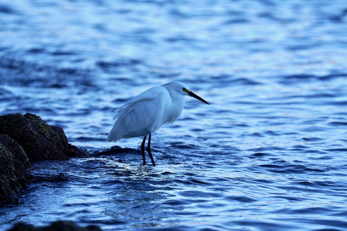 Snowy Egret - ML513414451