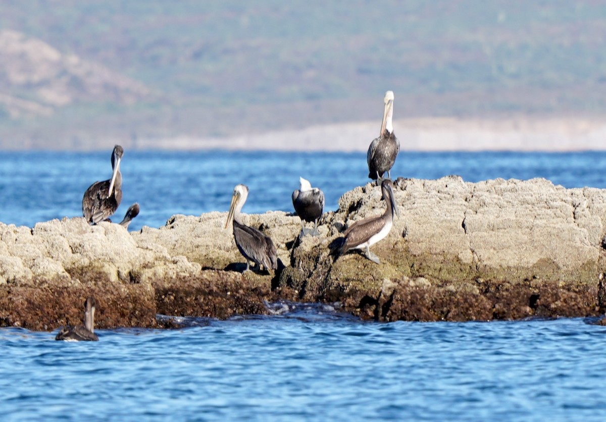 Brown Pelican - ML513414491