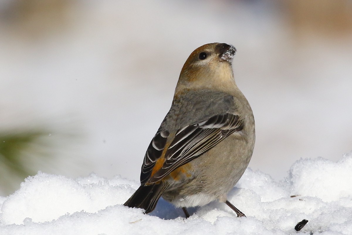 Pine Grosbeak - ML513417401