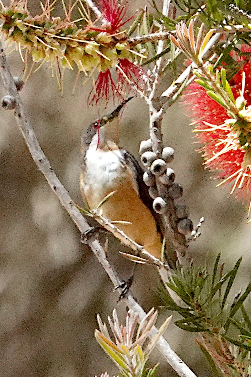 Eastern Spinebill - ML513417501