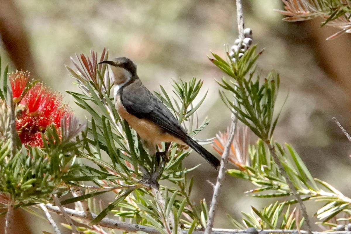 Eastern Spinebill - ML513417521