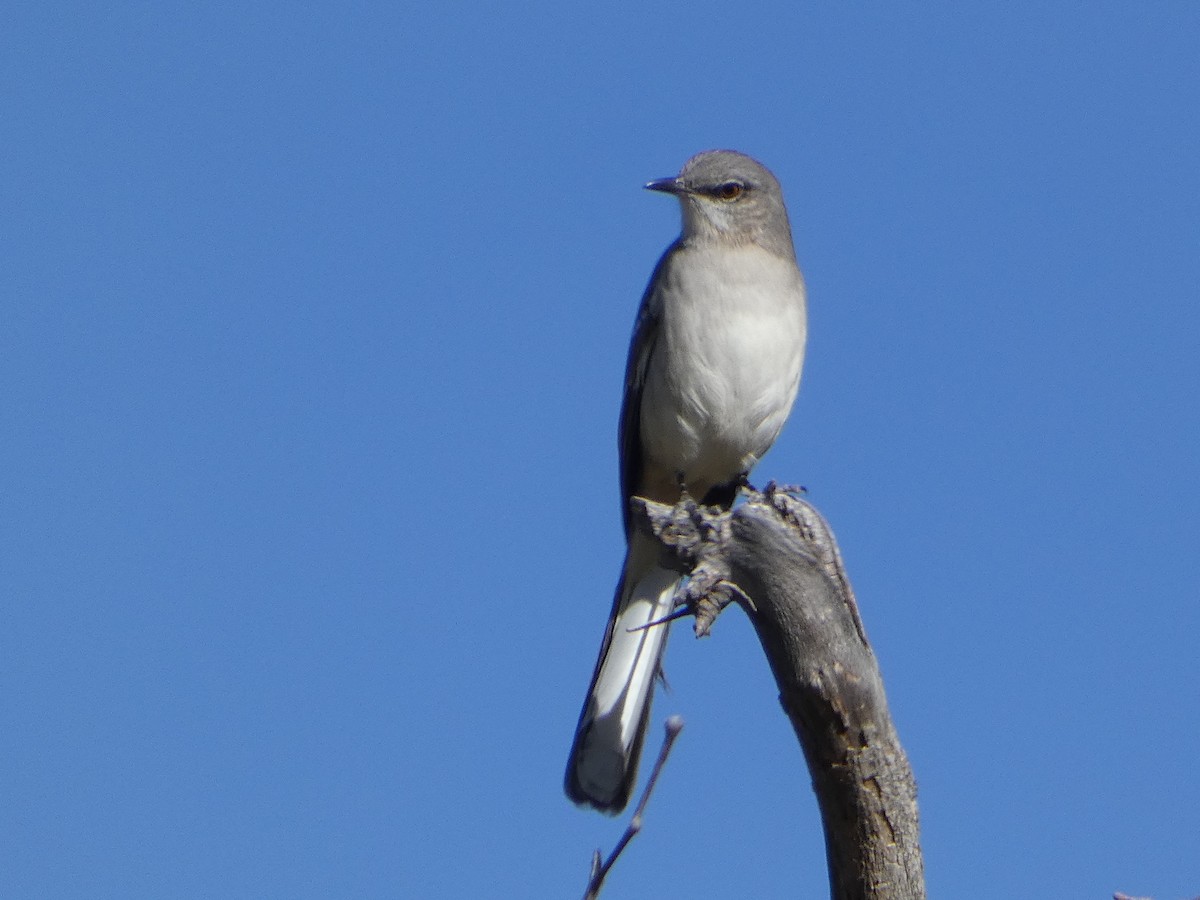 Northern Mockingbird - ML513418011