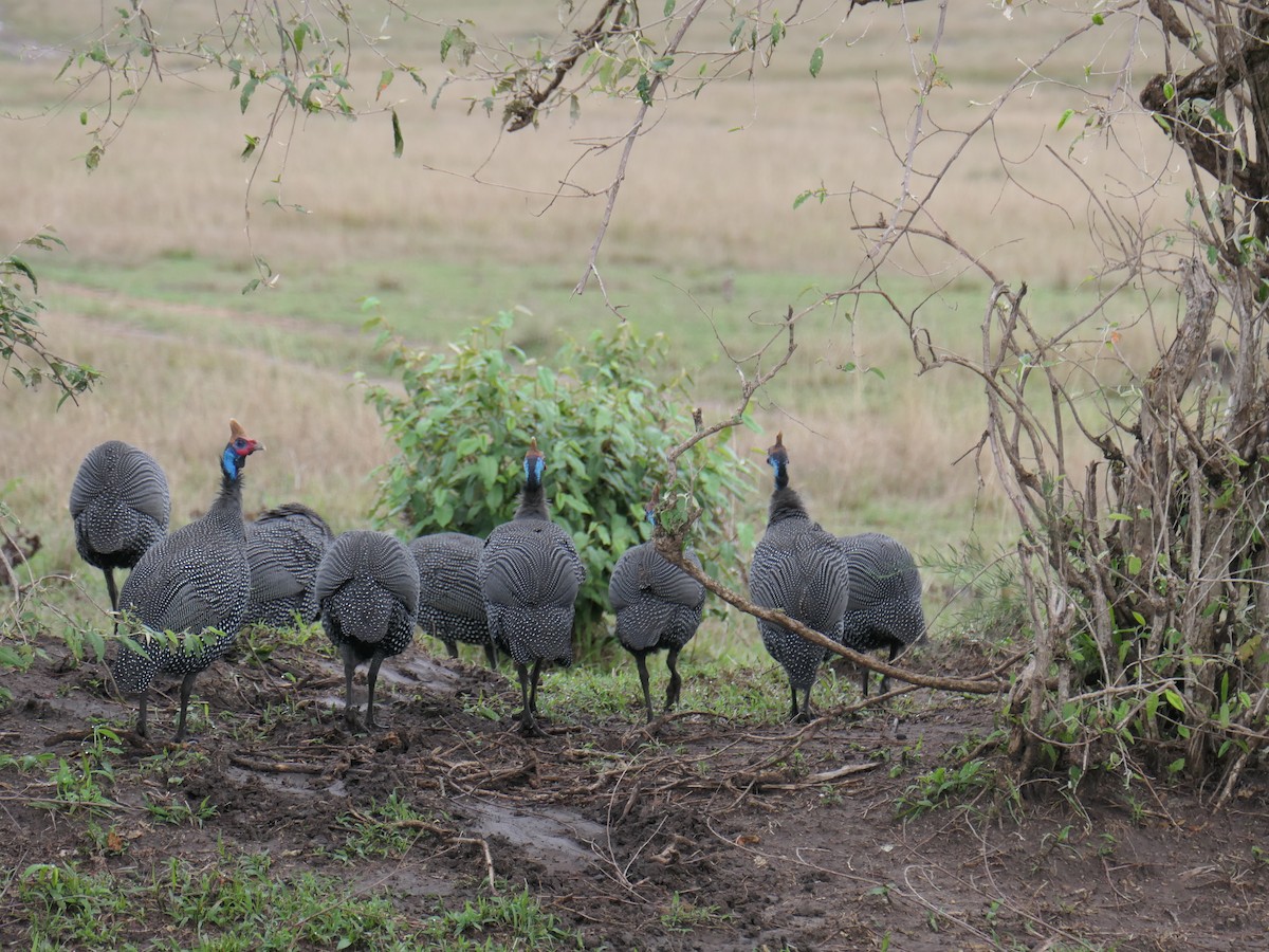 Helmeted Guineafowl - ML513419171