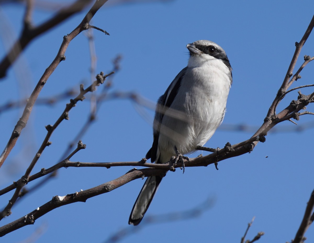 Loggerhead Shrike - ML513419351