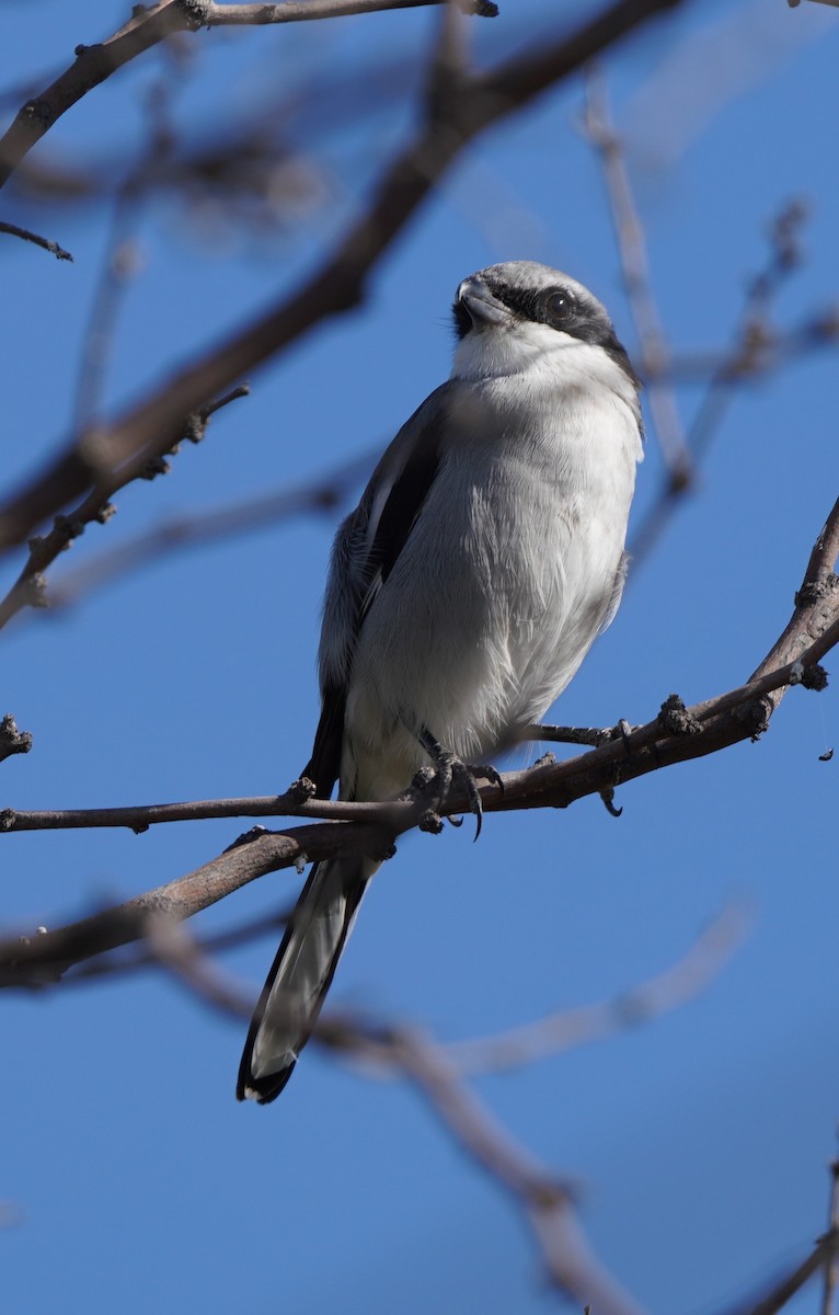 Loggerhead Shrike - ML513419361